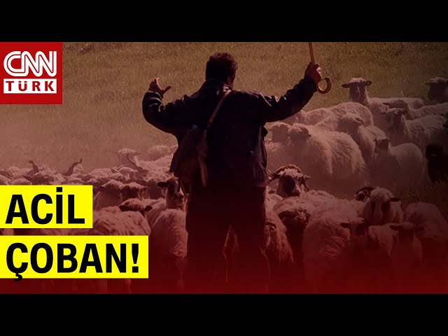 Acil 150 Bin Çoban Aranıyor! Çobanlar 100 Bin TL Maaş Mı Alacak?