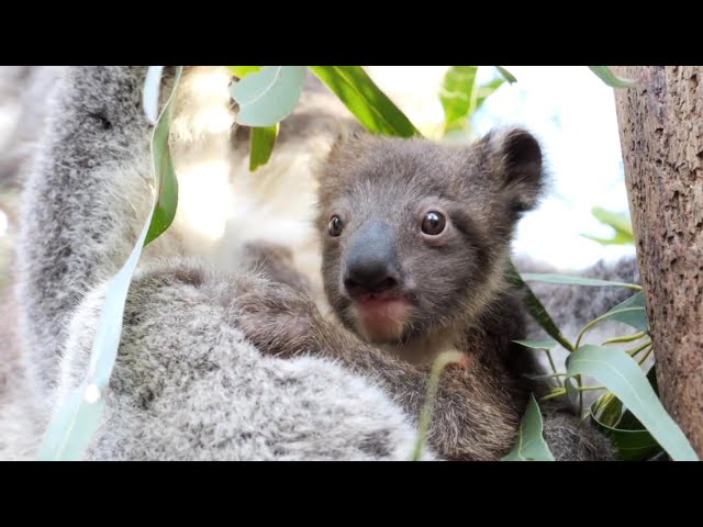 ⁣Adorable koala joey peeks out of mom's pouch for first time