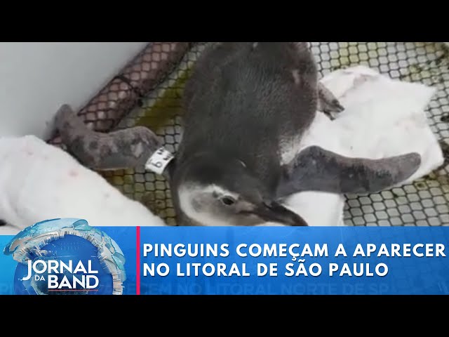 Pinguins começam a aparecer no litoral de SP | Jornal da Band