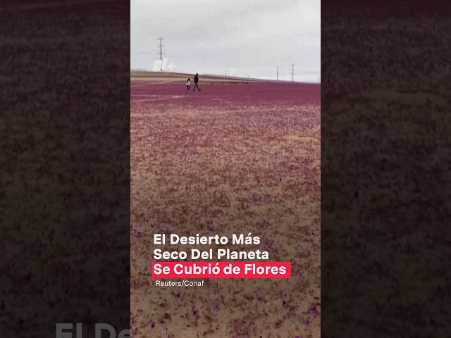 El desierto más seco del planeta se cubrió de flores - N+ #Shorts