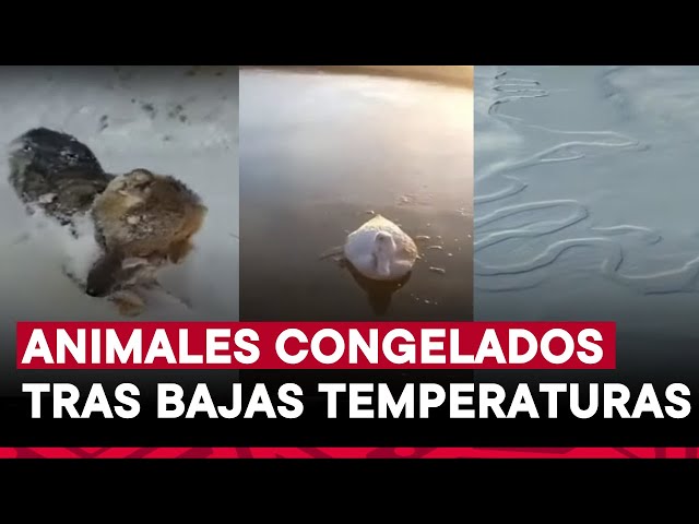 Argentina: animales mueren congelados ante extrema ola de frío