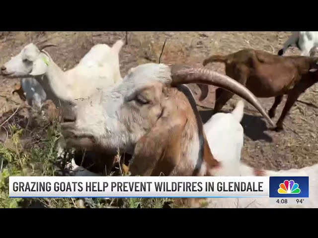 ⁣Friendly, hardworking goats help fight wildfires in Glendale