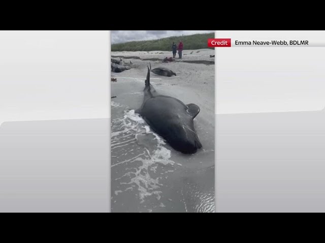 ⁣UK, balene morte sulle spiagge delle isole Orcadi