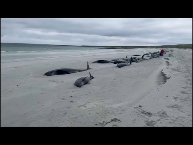 No comment : 77 baleines échouent sur une plage en Ecosse | euronews 