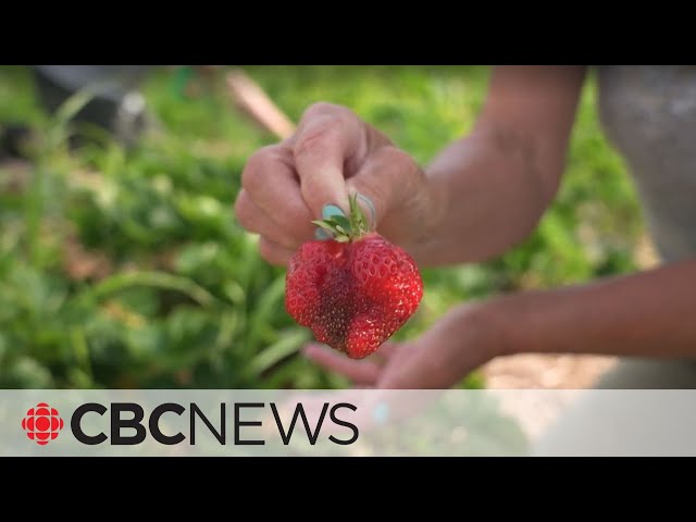 For some on P.E.I., it’s strawberry fields forever