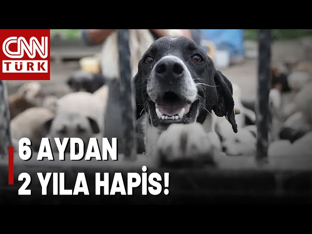 Teklif Hazır: Saldırgan Köpeğe Ötanazi! İşte Sokak Hayvanları Tasarısı...