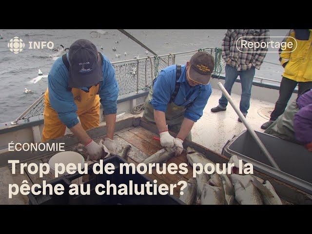 ⁣Les pêcheurs de Terre-Neuve et Labrador réclament le retour du moratoire sur la pêche à la morue