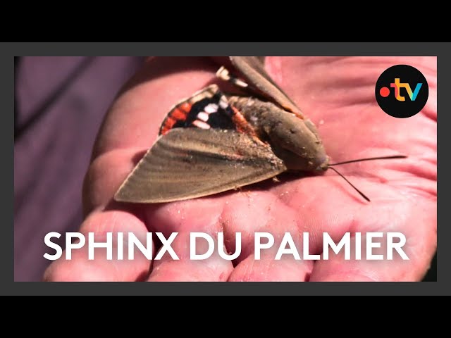 Contre le sphinx du palmier et sa prolifération, il existe des solutions