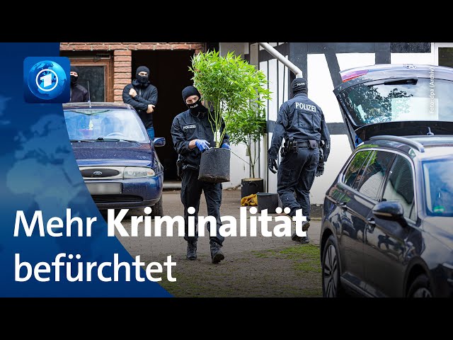 Teil-Legalisierung von Cannabis: Polizei in NRW befürchtet mehr organisierte Kriminalität