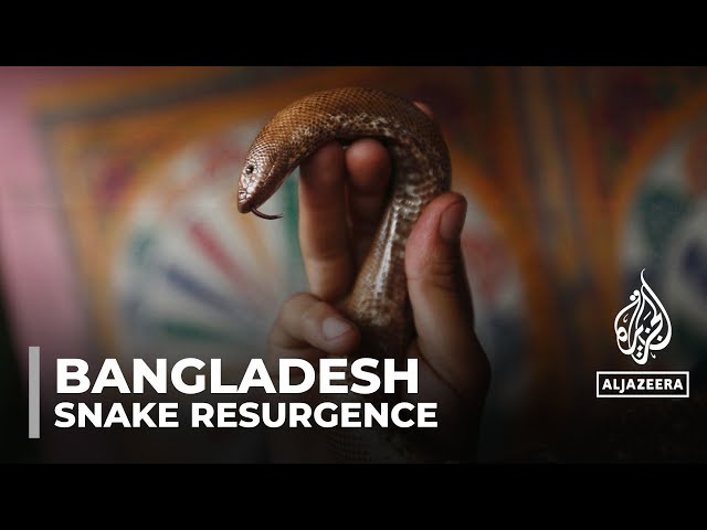 Resurgence of deadly snakes vipers cause panic in Bangladesh