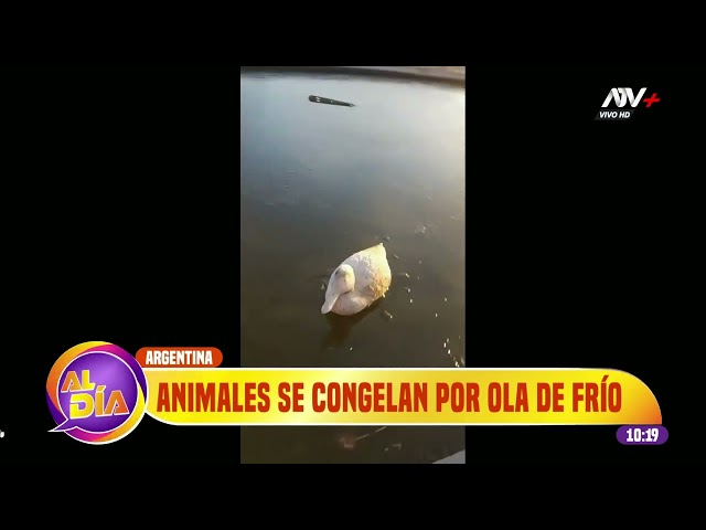 Frío extremo congela a cientos de animales en Argentina