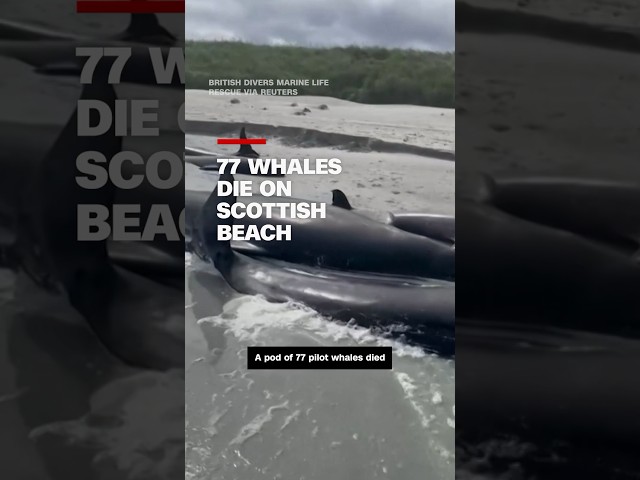 77 whales die on Scottish beach