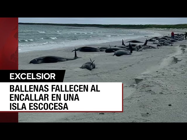 Más de 50 ballenas muertas en una playa de Escocia