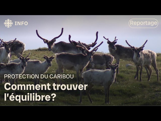 ⁣Protection du caribou : un décret qui sème l’inquiétude