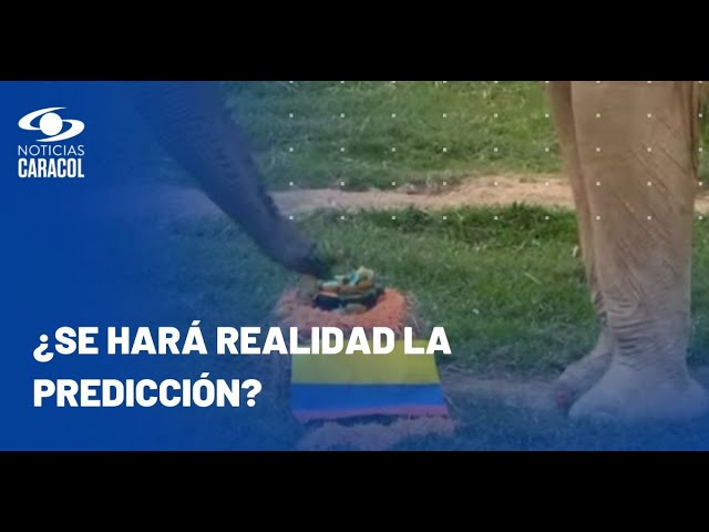 ⁣Elefante predice que Colombia le ganará a Argentina en la final de la Copa América