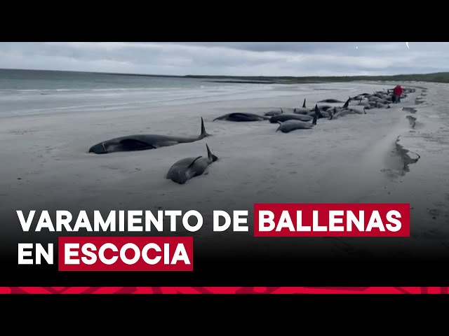 Decenas de ballenas mueren en varamiento en Escocia