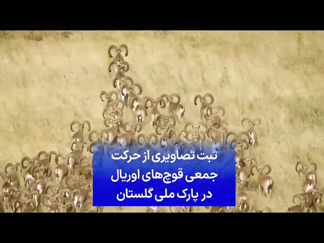 ⁣ثبت تصاویری از حرکت جمعی قوچ‌های اوریال در  پارک ملی گلستان