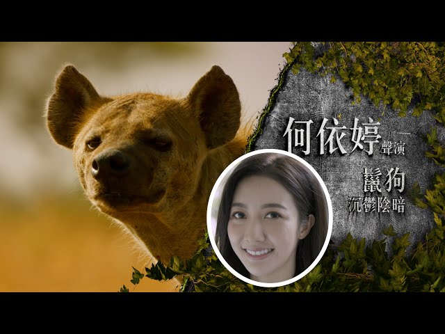 ⁣森林女王｜何依婷聲演沉鬱陰暗嘅鬣狗｜《新聞女王》演員馬國明、高海寧、何依婷、鄧智堅、龔慈恩、王敏奕、郭柏妍、何廣沛、陳曉華粵語配音｜廣東話｜動物紀錄片 #tvb #何依婷 #森林女王