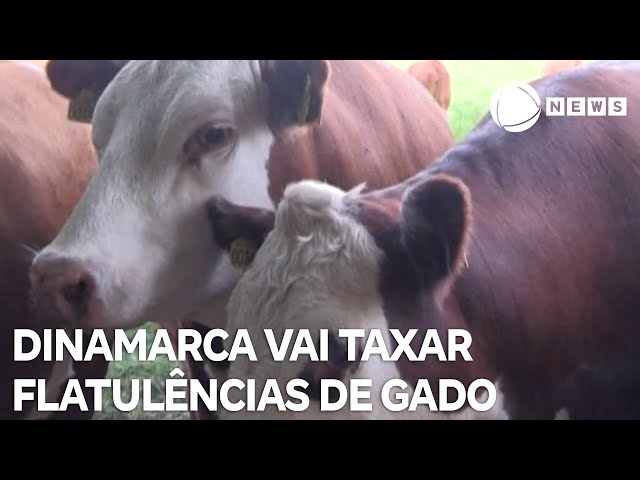 Dinamarca vai taxar flatulência e arrotos do gado