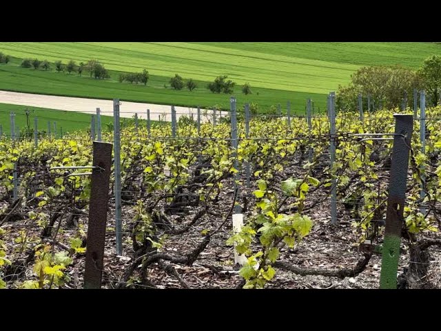 ⁣Champagne : les vendangeurs n’auront peut-être plus de repos hebdomadaire