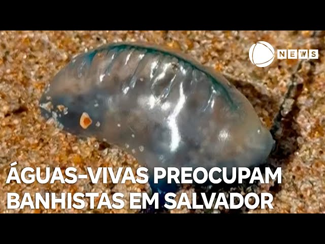 Salvador tem 27 queimaduras por águas-vivas em 10 dias