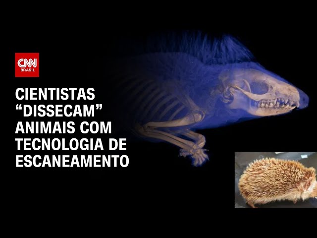 ⁣Cientistas “dissecam” animais com tecnologia de escaneamento | AGORA CNN