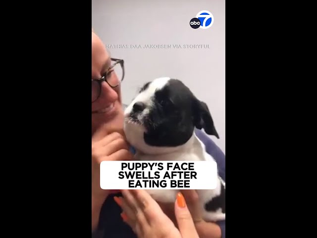 ⁣Puppy's face swells after eating a bee