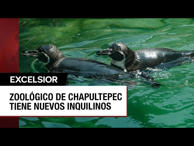 Zoológico de Chapultepec presumen nuevos pingüinos, bisontes y jaguares