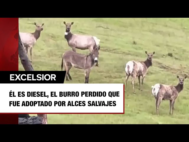 Él es Diesel, el burro perdido que fue adoptado por alces salvajes