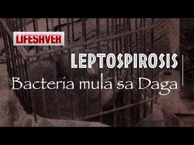 ⁣Gaano kalala ang posibleng maging epekto Leptospirosis sa tao? | LIFESAVER July 7, 2024