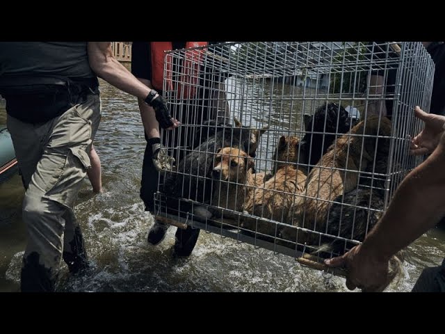 Ukraine : ils risquent leur vie pour sauver des animaux abandonnés