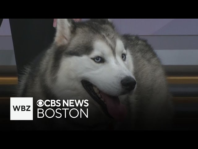 ⁣Want to adopt Will Ferrell? Friendly husky looking for new home through Massachusetts shelter