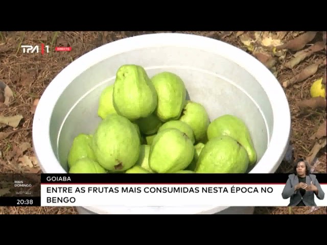 ⁣Goiba - Entre as frutas mais consumidas nesta época no Bengo