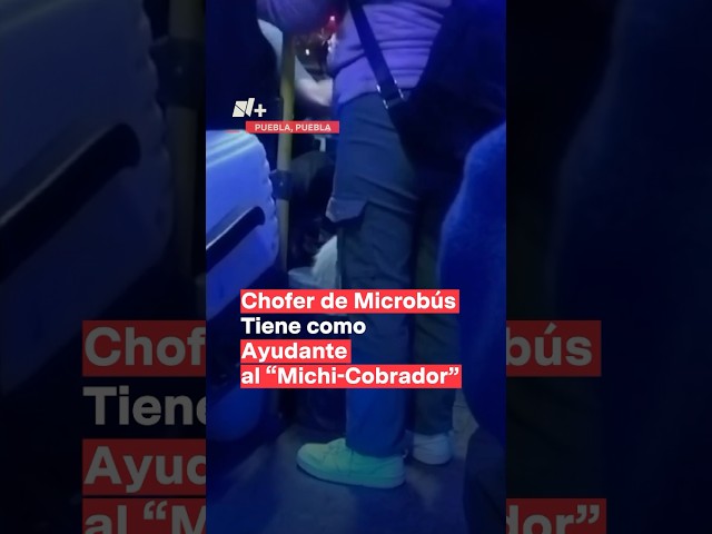 Chofer de microbús tiene como ayudante al 'Michi-Cobrador' - N+ #shorts