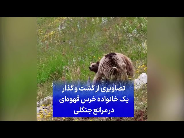 ⁣تصاویری از گشت و گذار یک خانواده خرس قهوه‌ای در مراتع جنگلی