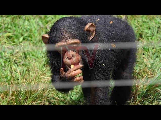 ⁣Diana Museveni Kyaremera named patron of Gamba Island Chimpanzee sanctuary