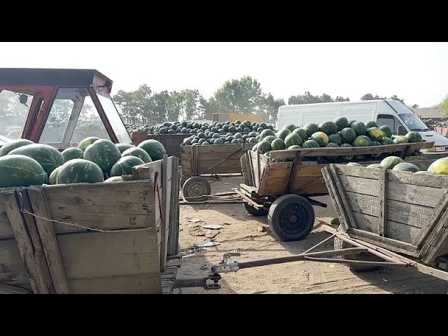 ⁣Preisschock für Melonenbauern in Rumänien: Überangebot lässt Früchte verfaulen