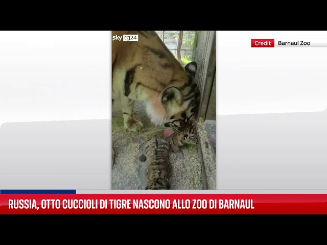 ⁣Otto cuccioli di tigre nati in uno zoo in Russia