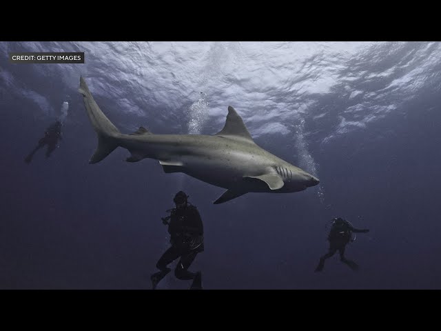 ⁣Paradise or shark infested waters? What may be lurking off the shores of Miami Beach | Headliners