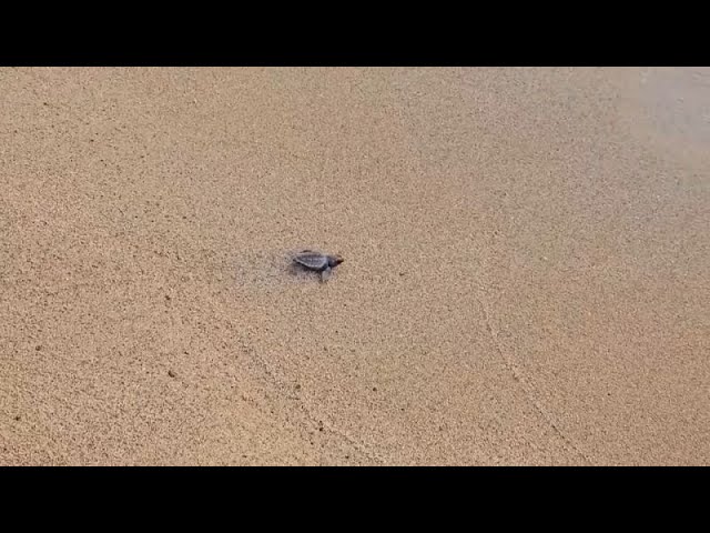 ⁣No Comment : des bébés tortues de mer relâchés du sud du Liban dans la mer Méditerranée