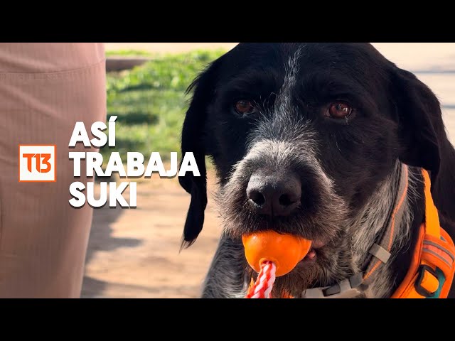 El increíble olfato de Suki: Así trabaja la primera perra detectora de fugas de agua en LATAM