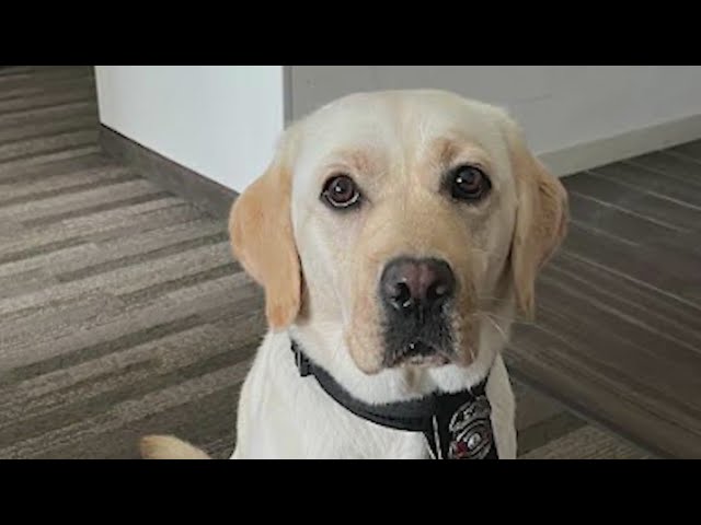 ⁣Accelerant-detection therapy dog added to Colorado fire team