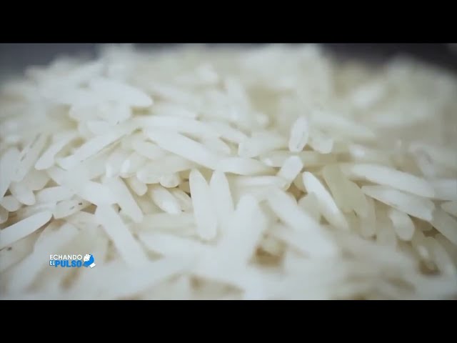 ⁣Sector de producción de arroz apunto de desaparecer | Echando El Pulso