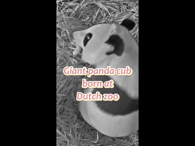 ⁣Second giant panda cub born at Dutch Ouwehands Zoo