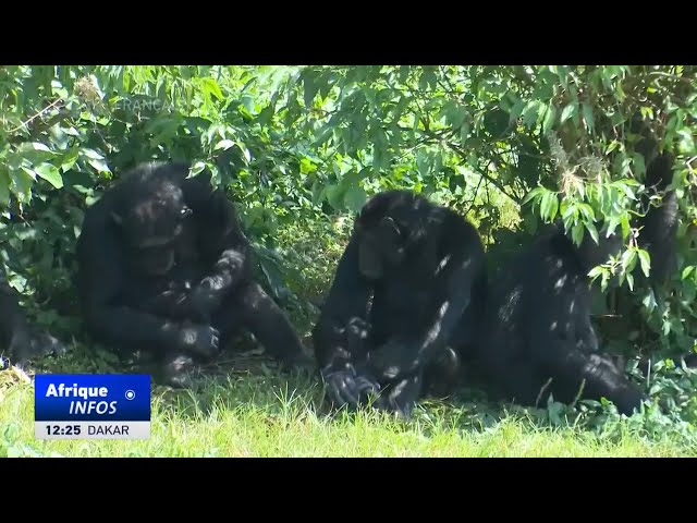 ⁣Ouganda : la diminution du nombre de chimpanzés inquiète les écologistes