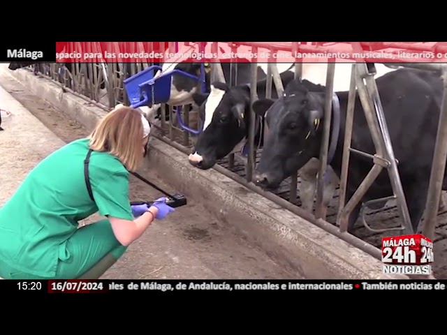 Noticia - Los toros y también las vacas expulsan una gran cantidad de metano