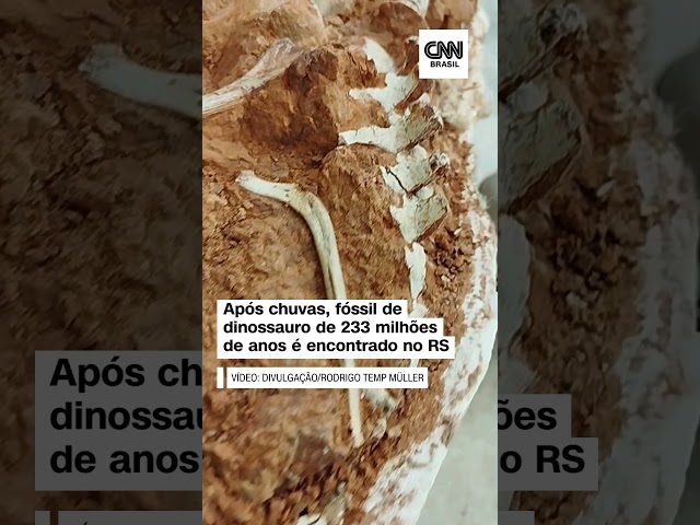 ⁣Após chuvas, fóssil de dinossauro de 233 milhões de anos é encontrado no RS