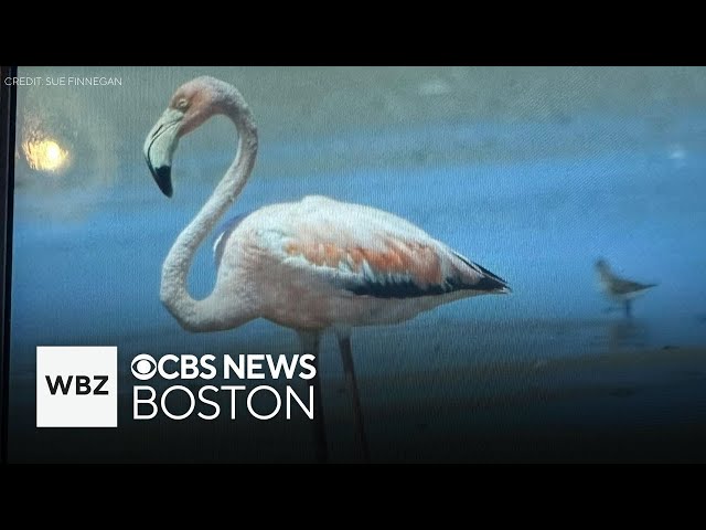 ⁣Another flamingo sighting reported in Massachusetts