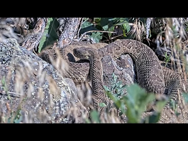 ⁣Rattlesnake den in Colorado is now featured on a live stream