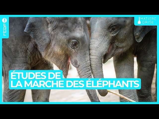 Études de la marche des éléphants - Matière Grise